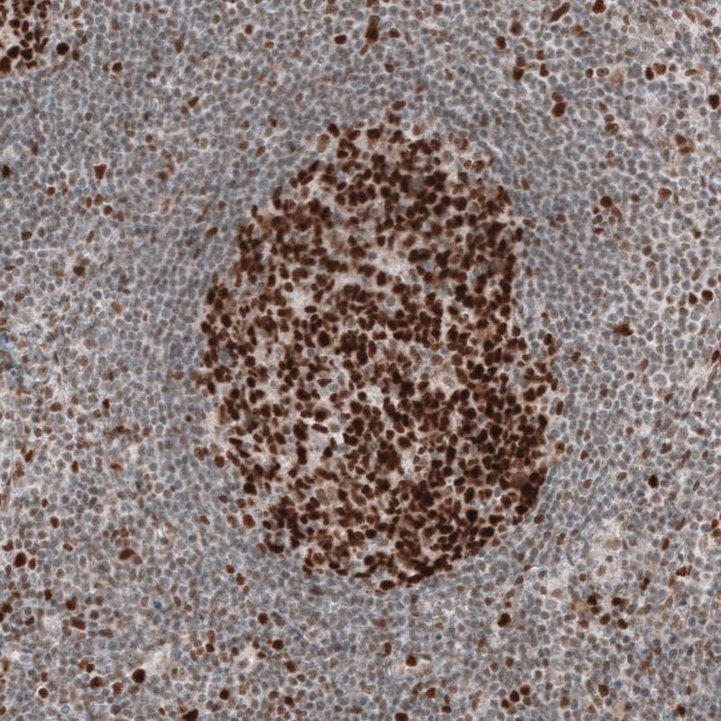Staining of human lymph node shows strong nuclear positivity in germinal center cells.