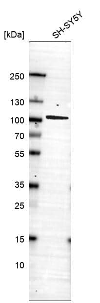 Analysis in human cell line SH-SY5Y.