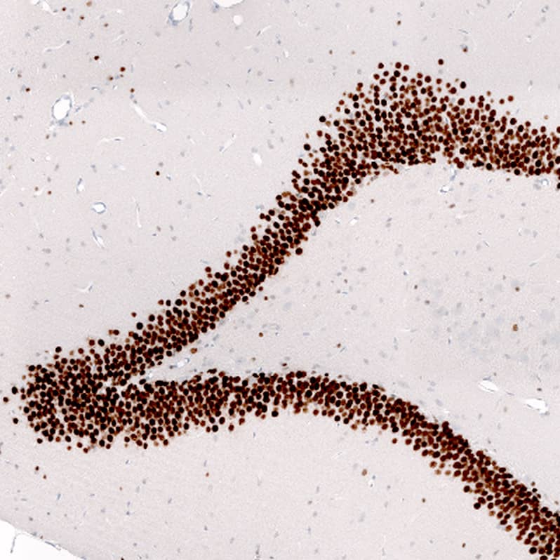 Staining of rat hippocampus shows strong nuclear positivity in the granular cell layer of the dentate gyrus.