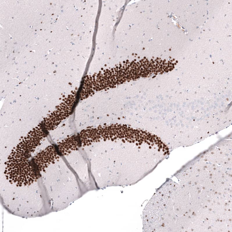 Staining of mouse hippocampus shows strong nuclear positivity in the granular cell layer of the dentate gyrus.