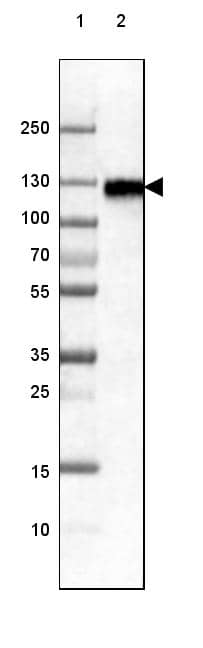 Lane 1: Marker [kDa] 250, 130, 100, 70, 55, 35, 25, 15, 10Lane 2: Human cell line RT-4