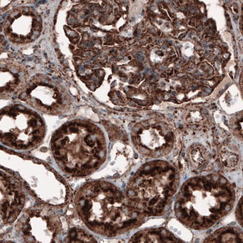 Staining of human kidney shows strong granular cytoplasmic immunoreactivity in renal glomerulus and tubules cells.