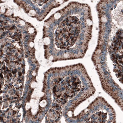 Staining of human small intestine shows granular cytoplasmic immunoreactivity in glandular cells.
