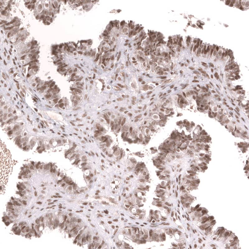 Staining of human fallopian tube shows strong nuclear positivity in glandular cells.