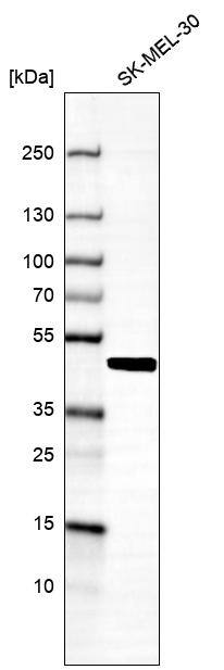 Analysis in human cell line SK-MEL-30.