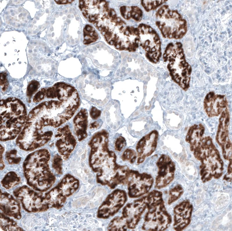 Staining of human kidney shows strong granular cytoplasmic positivity in cells in proximal tubules.