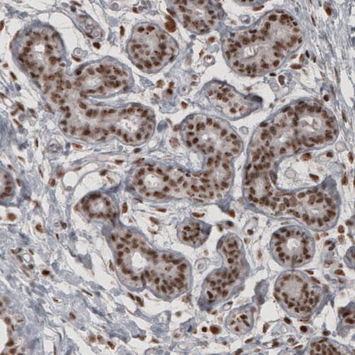 Staining of human breast shows nuclear positivity in glandular cells.