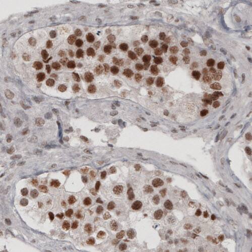 Staining of human testis shows nuclear immunoreactivity in seminiferous tubules cells.