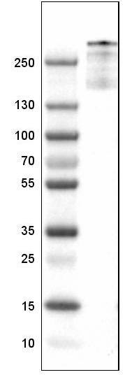 Lane 1: Marker [kDa]Lane 2: Human spleen tissue lysate