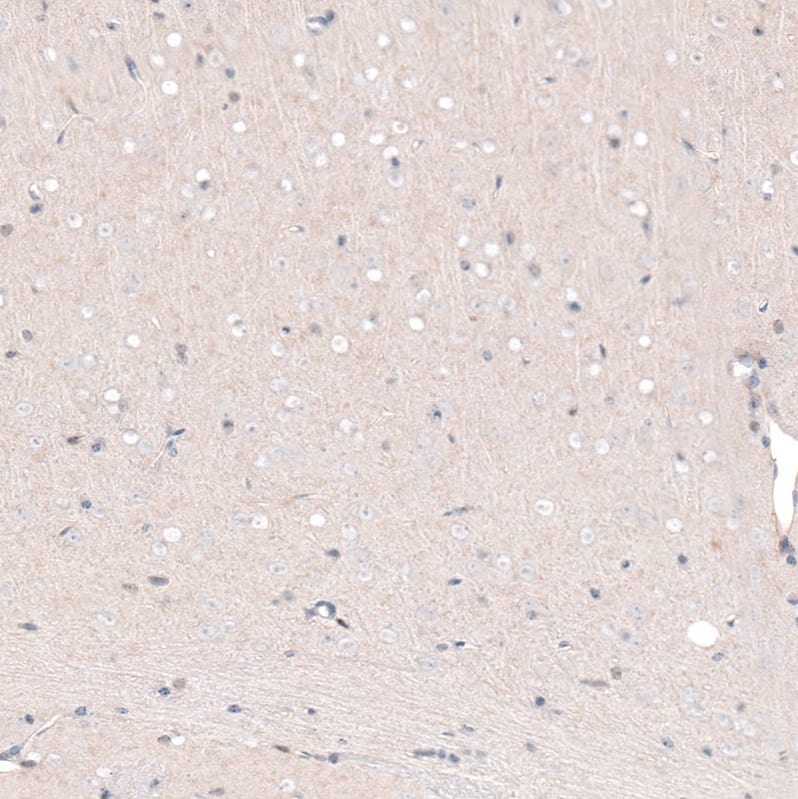 Staining of mouse brain shows no nuclear positivity in neurons in cortical layers 5-6 as expected.