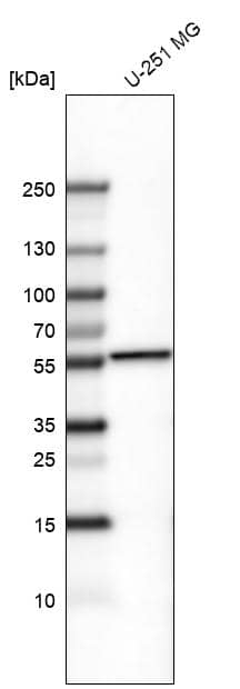 Analysis in human cell line U-251 MG.
