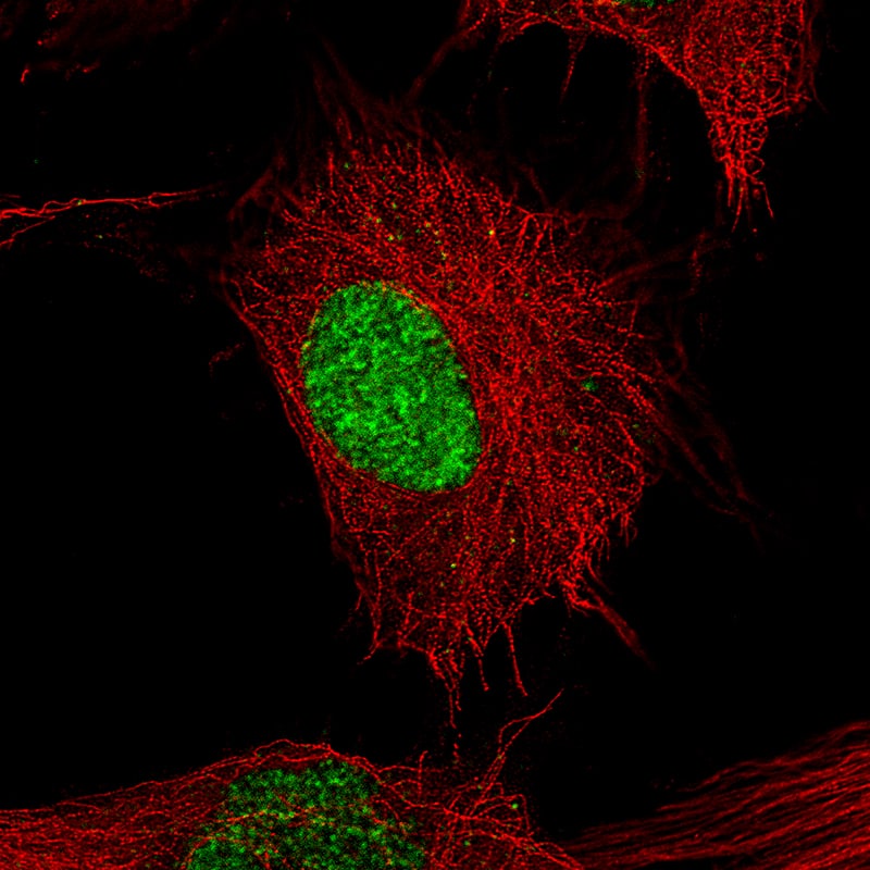 Staining of U-251 cells using the Anti-POU3F2/OCT7 monoclonal antibody) . 