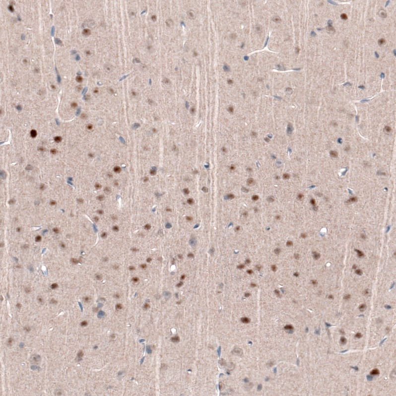 Staining of rat cerebral cortex shows moderate to strong nuclear positivity in neurons in layers 3-4.