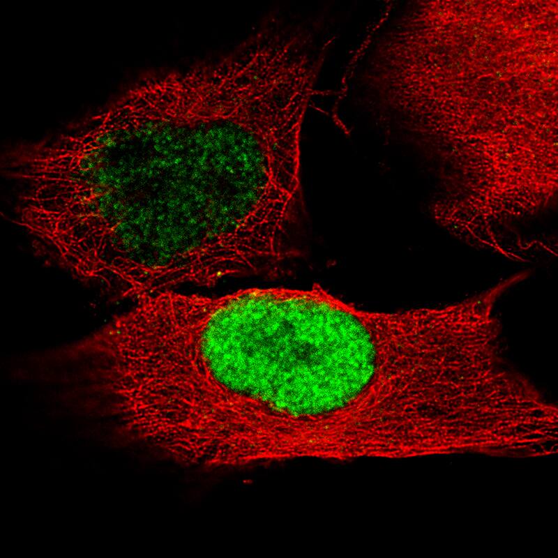 Staining of U-251 cells using the Anti-POU3F2/OCT7 monoclonal antibody) . 