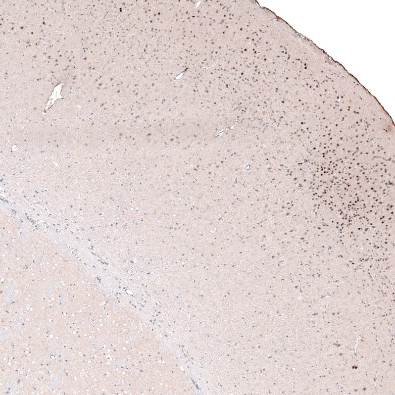Staining of mouse brain shows moderate to strong nuclear positivity in neurons in layers 2-5 of cerebral cortex.