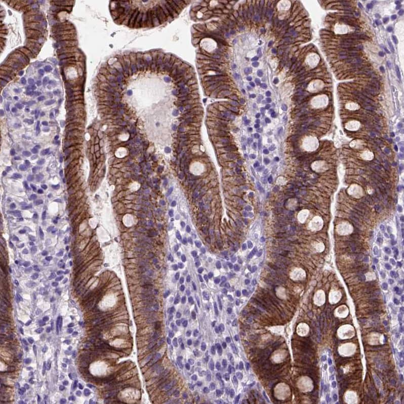 Staining of human duodenum shows strong membranous positivity in glandular cells.