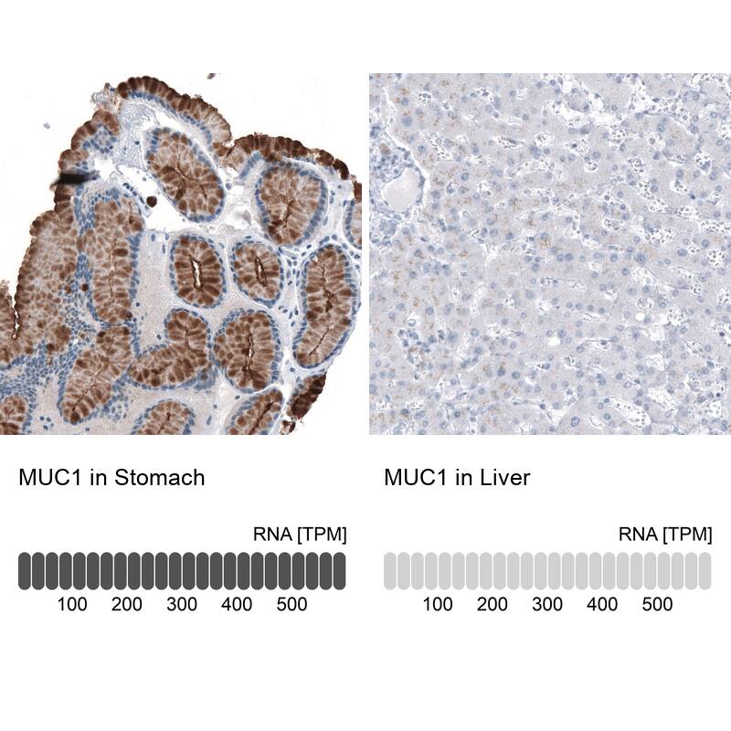 Analysis in human stomach and liver tissues using NBP3-43891 antibody. Corresponding MUC1 RNA-seq data are presented for the same tissues.