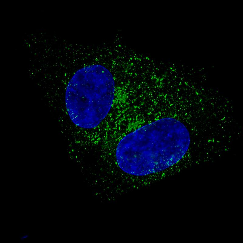 Staining of RT-4 cells using the Anti-Fibulin 1 monoclonal antibody) .