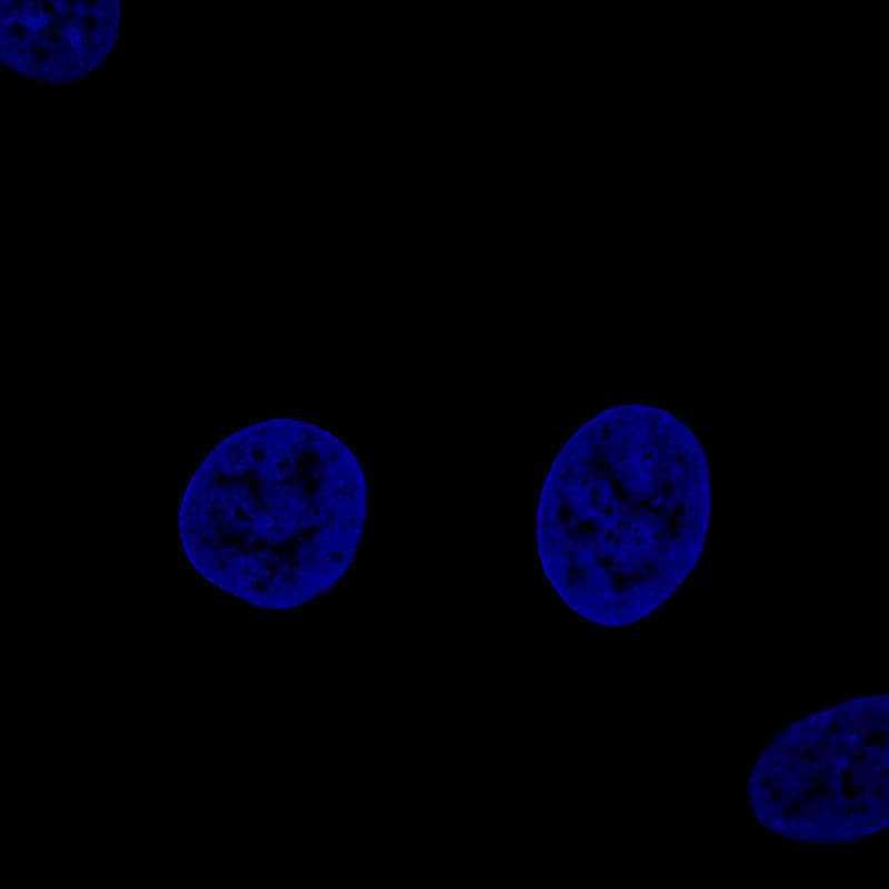 Staining of MCF7 cells using the Anti-Fibulin 1 monoclonal antibody) .