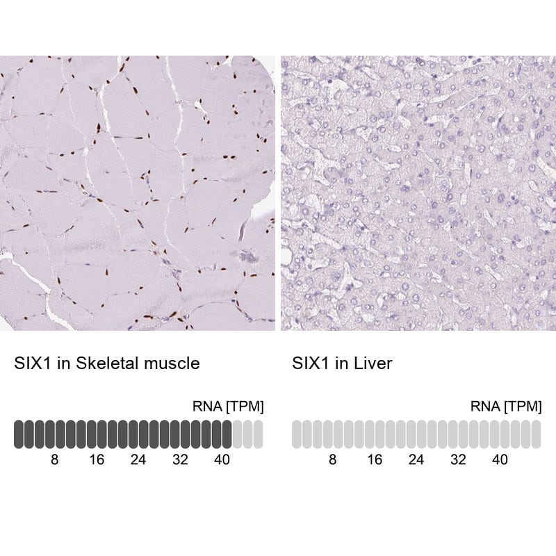 Analysis in human skeletal muscle and liver tissues using NBP3-43894 antibody. Corresponding SIX1 RNA-seq data are presented for the same tissues.