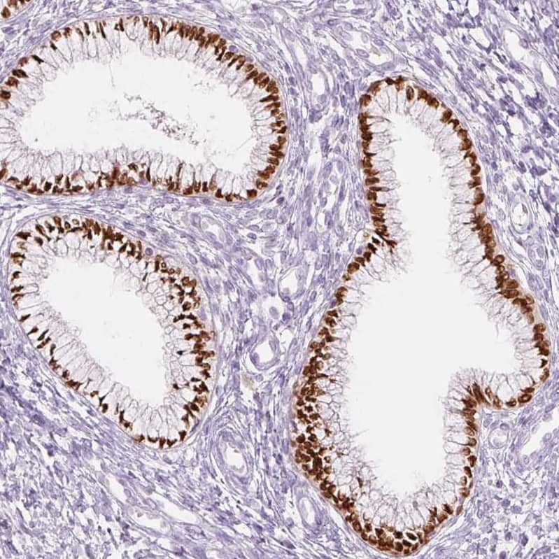Staining of human endocervix shows strong nuclear positivity in glandular cells.