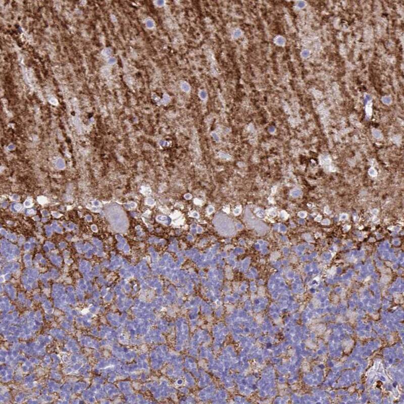 Staining of human cerebellum shows strong positivity in neuropil, mainly in the molecular layer.