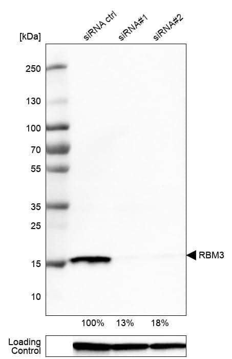 Analysis in U-251MG cells transfected with control siRNA, target specific siRNA probe #1 and #2, using Anti-RBM3 antibody. Remaining relative intensity is presented. Loading control: Anti-GAPDH.