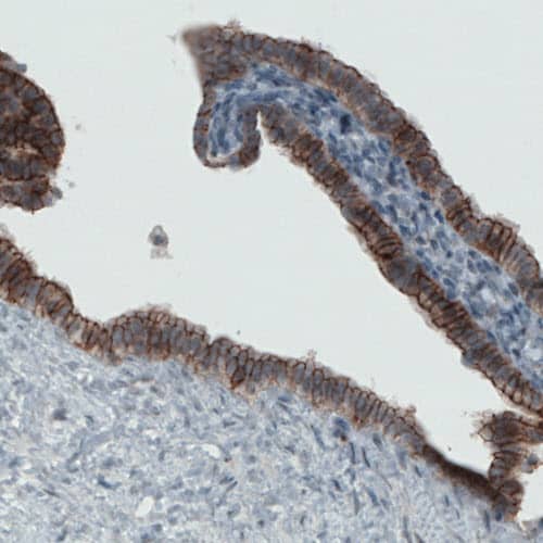 Staining of human fallopian tube shows strong membranous immunoreactivity in glandular cells.