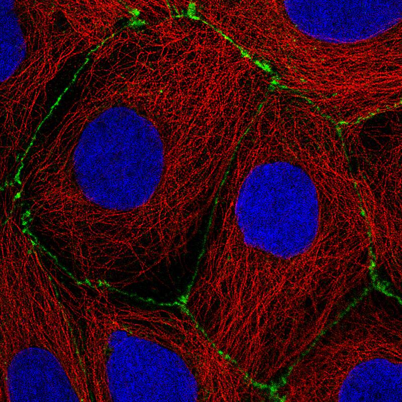 Staining of CACO-2 cells, showing specific staining in cell junctions in green. Microtubule- and nuclear probes are visualized in red and blue, respectively (where available).