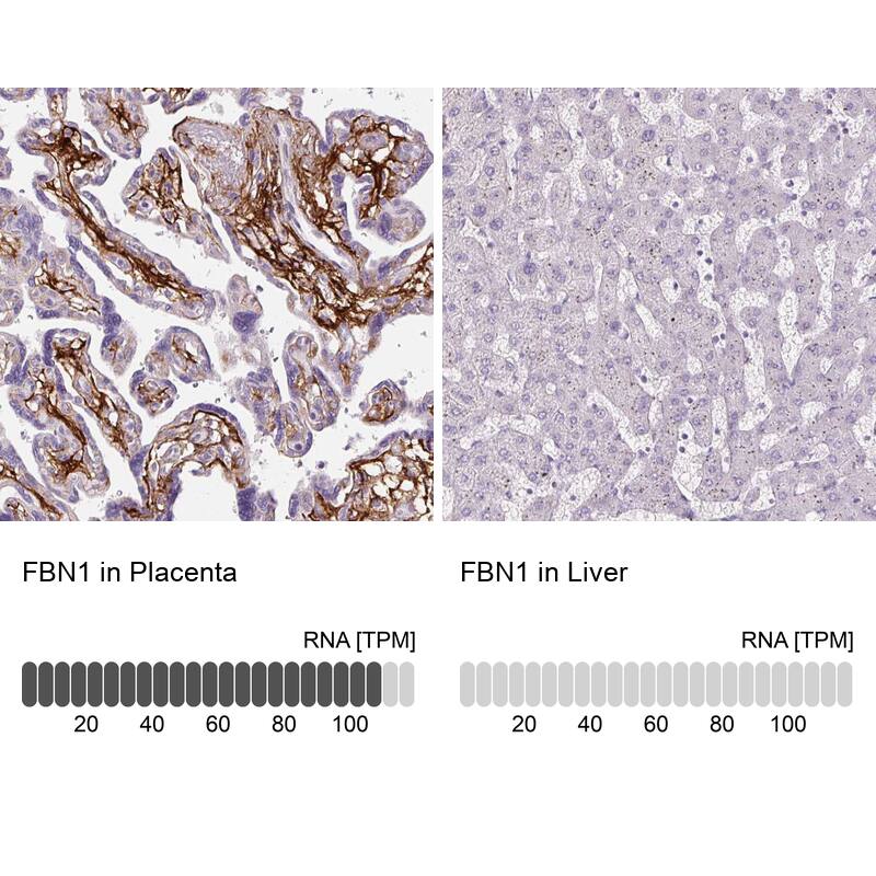 Analysis in human placenta and liver tissues using NBP3-43905 antibody. Corresponding Fibrillin 1 RNA-seq data are presented for the same tissues.