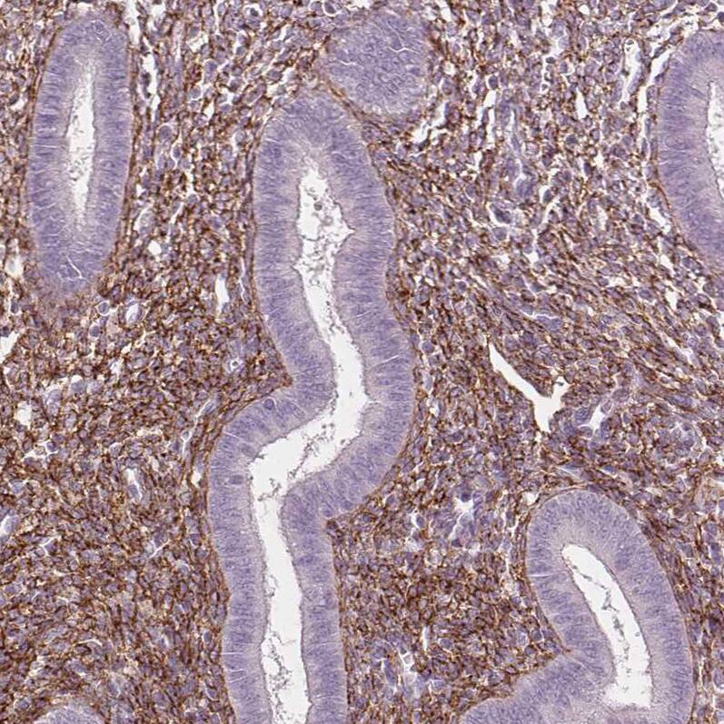 Staining of human endometrium shows strong positivity in the extracellular matrix.