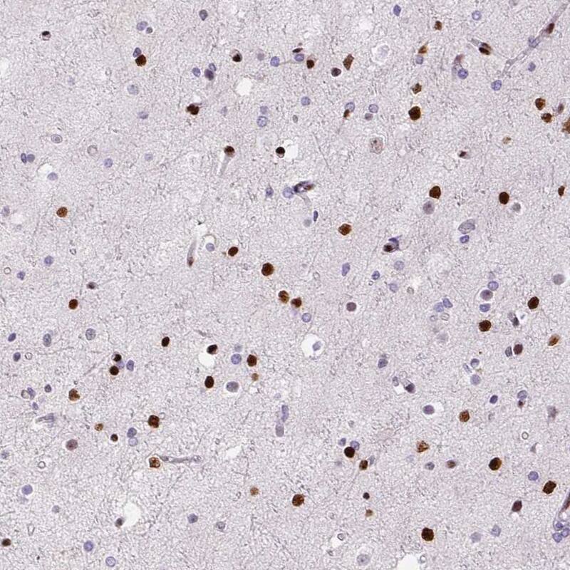 Staining of human cerebral cortex shows strong nuclear positivity in neurons.