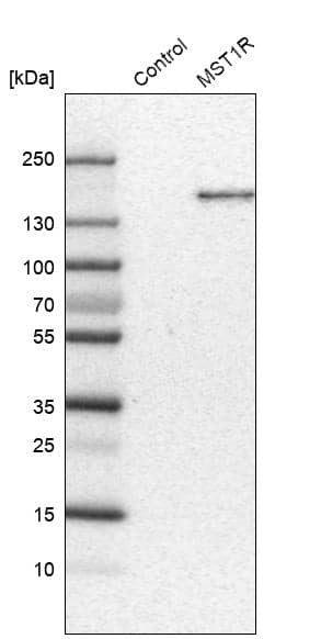 Analysis in control (vector only transfected HEK293T lysate) and MSPR/Ron over-expression lysate (Co-expressed with a C-terminal myc-DDK tag (~3.1 kDa) in mammalian HEK293T cells) .