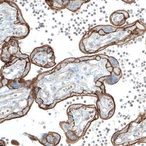 Staining of human placenta shows strong membranous positivity in trophoblast.