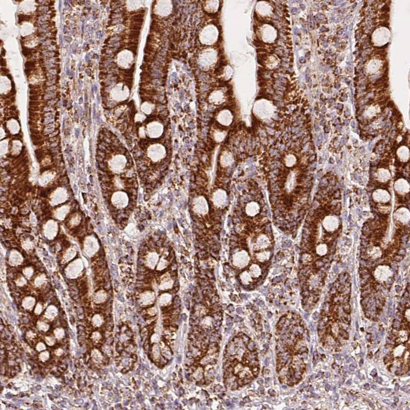 Staining of human duodenum shows strong positivity in glandular cells.