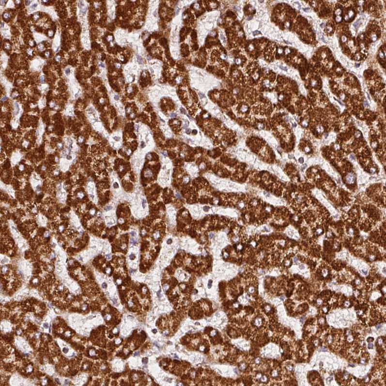 Staining of human liver shows strong granular cytoplasmic positivity in hepatocytes.