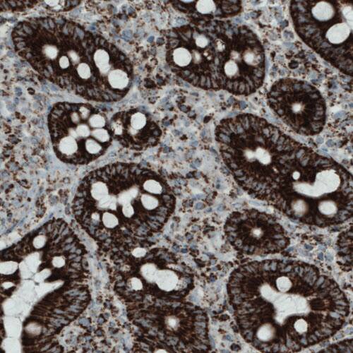 Staining of human duodenum shows strong granular cytoplasmic immunoreactivity in glandular cells.