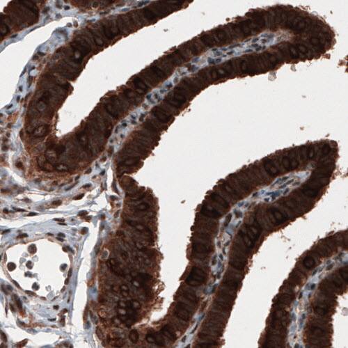 Staining of human fallopian tube shows strong cytoplasmic immunoreactivity in epithelial cells.