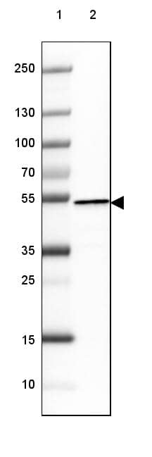 Lane 1: Marker [kDa] 250, 130, 100, 70, 55, 35, 25, 15, 10Lane 2: Human cell line RT-4