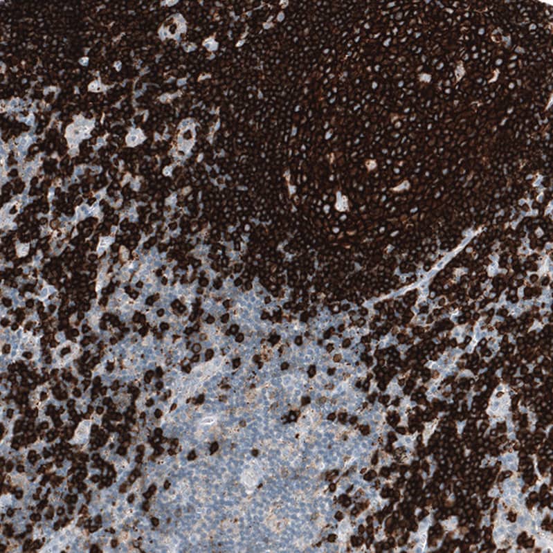 Staining of human lymph node shows strong membranous positivity in germinal center cells.