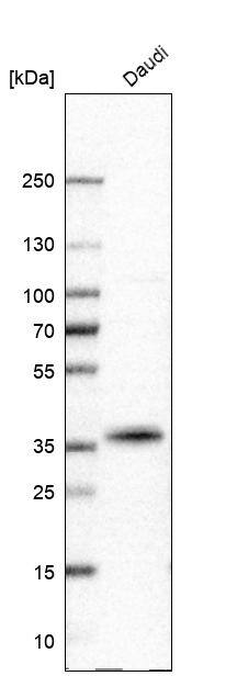 Analysis in human cell line Daudi.