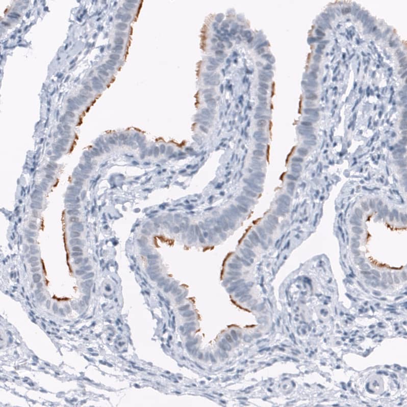 Staining of human fallopian tube shows moderate positivity in cilia in glandular cells.