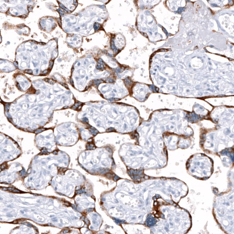Staining of human placenta shows strong cytoplasmic positivity in trophoblastic cells.