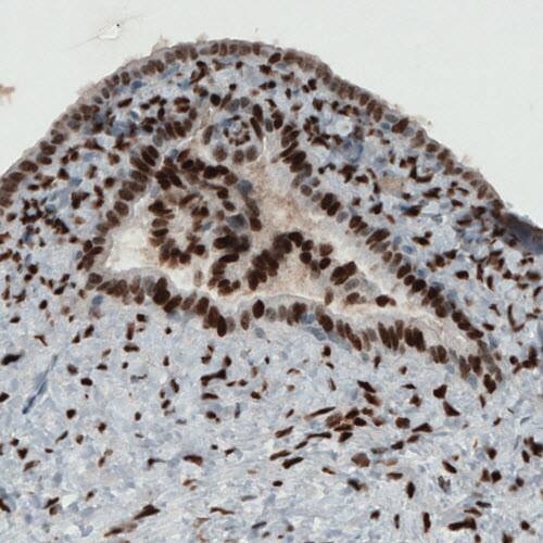 Staining of human fallopian tube shows strong immunoreactivity in epithelial cells.