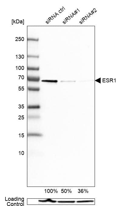 Analysis in MCF-7 cells transfected with control siRNA, target specific siRNA probe #1 and #2, using Anti-ER alpha/NR3A1 antibody. Remaining relative intensity is presented. Loading control: Anti-GAPDH.