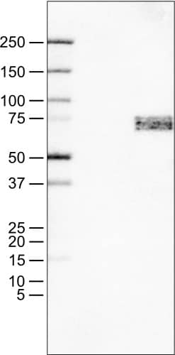 Lane 1: Marker [kDa]Lane 2: Negative control (vector only transfected HEK293T lysate)Lane 3: SOX11 Over-expression Lysate (Co-expressed with a C-terminal myc-DDK tag (~3.1 kDa) in mammalian HEK293T cells) 