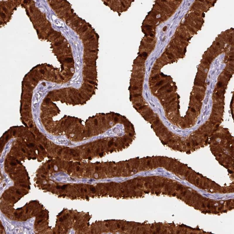 Staining of human fallopian tube shows strong positivity in glandular cells.