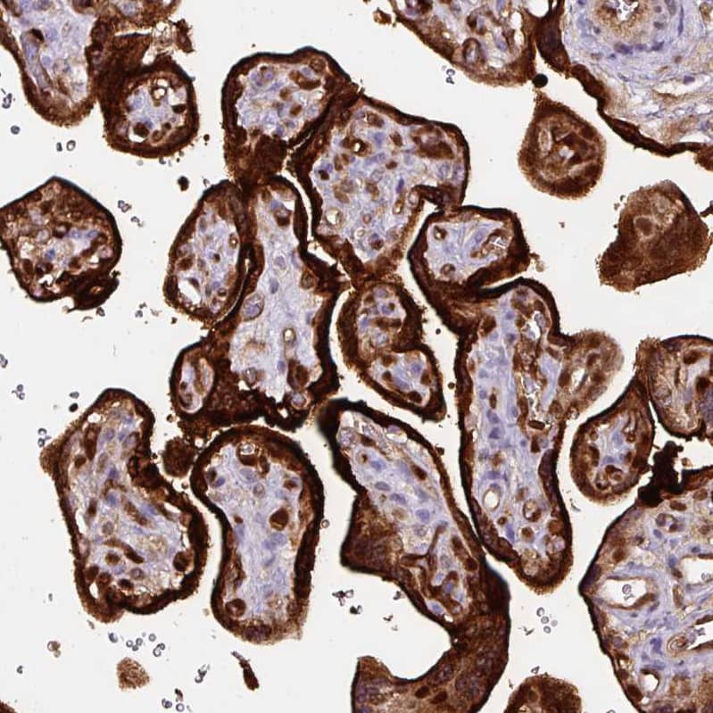 Staining of human placenta shows strong immunoreactivity in the trophoblastic cells.