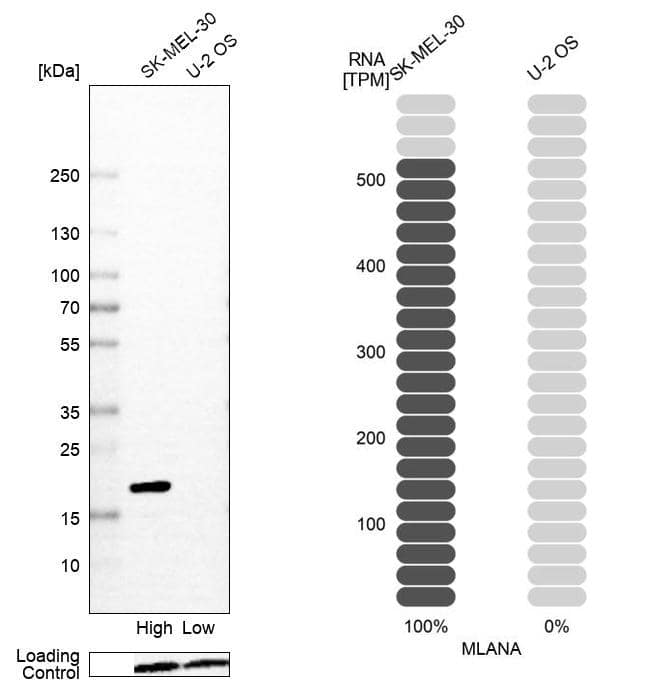 Analysis in human cell line SK-MEL-30 and human cell line U-2 OS.