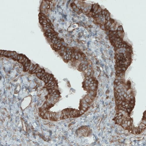 Staining of human fallopian tube shows strong cytoplasmic positivity in epithelial cells.